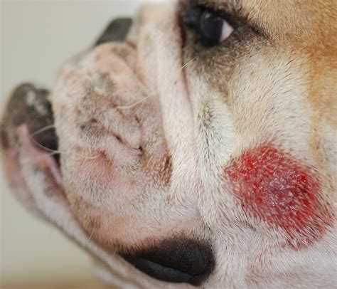 Tumors of the Skin in Dogs